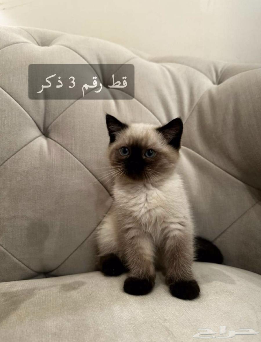 قطط كتنز سكوتش فولد64360133004673113