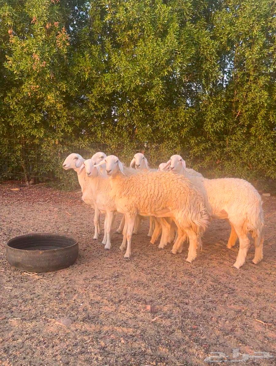 7 رخال حريات صنف للبيع64373905843842110