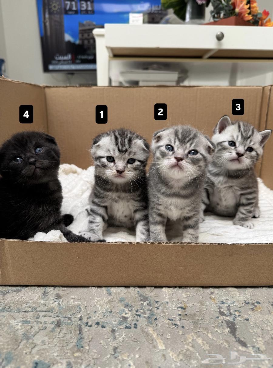 Scottish Fold Kitten64366615180675113