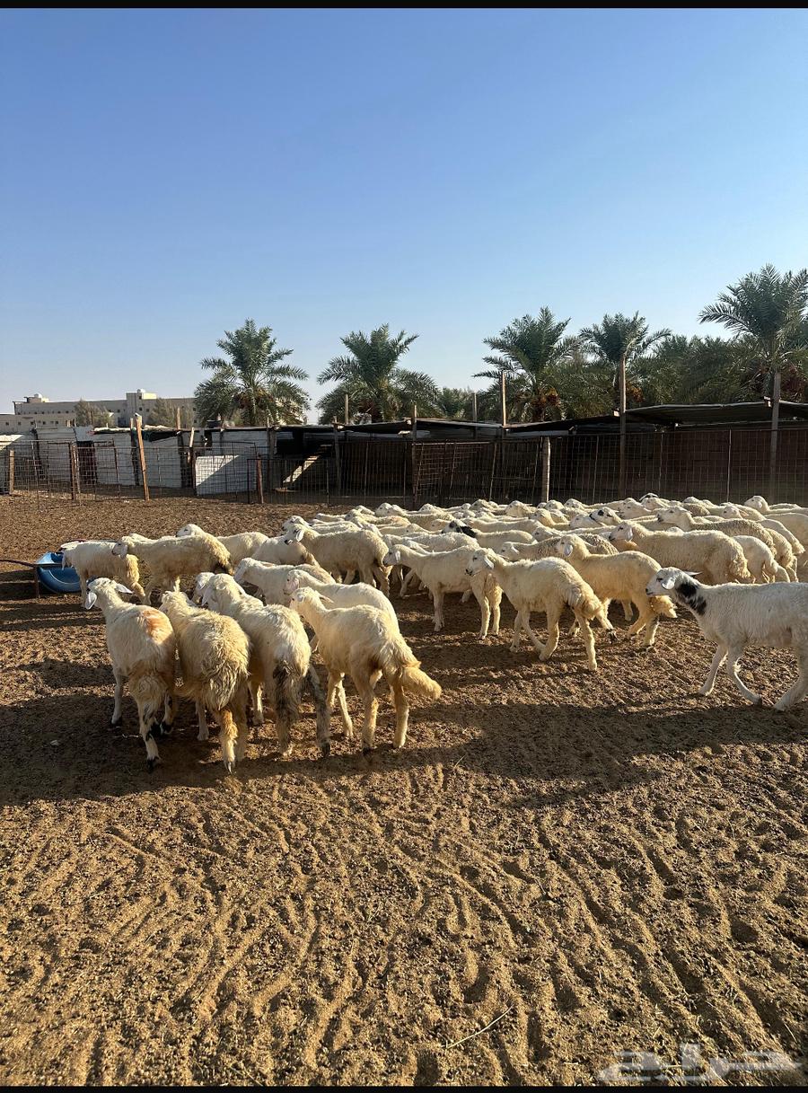 للبيع رخال حريه64373521935105112