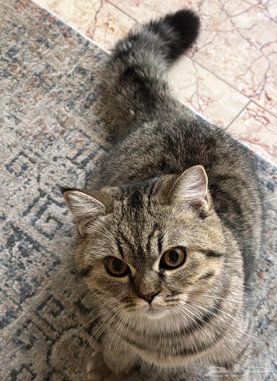 قط انثى64365836110337111