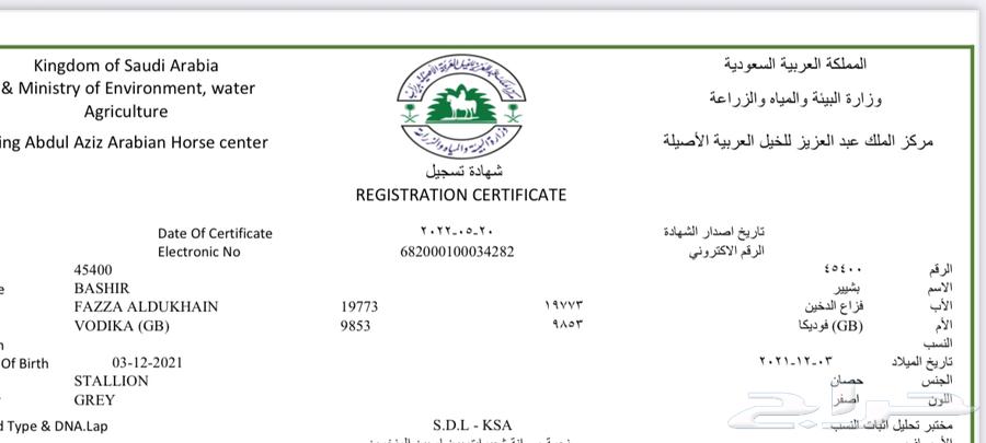 حصان واهو64369425751170112