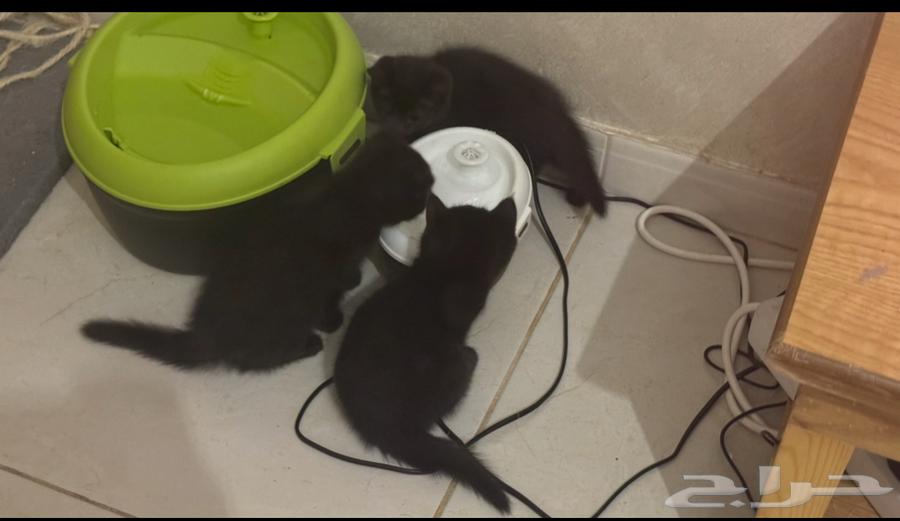 كتن للبيع بسعر رمزي64372507279489110