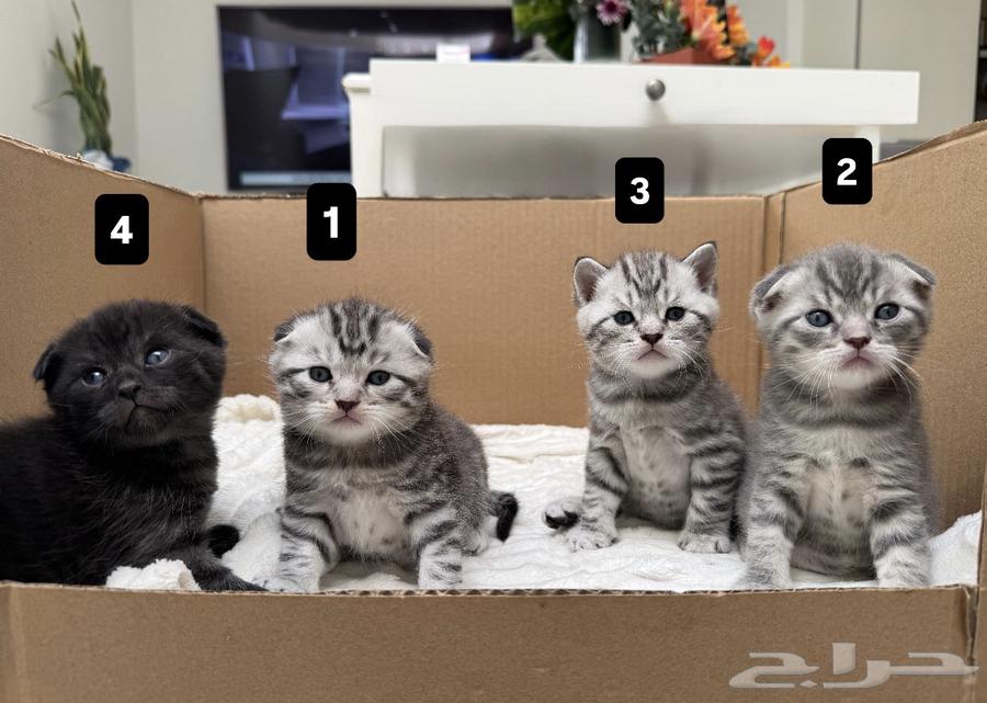 Scottish Fold Kitten64366615180675114