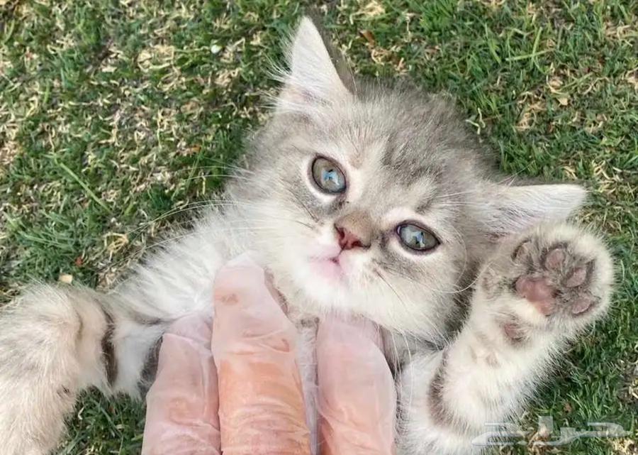 كيتن سكوتش عمر شهرين للبيع64362695347713111