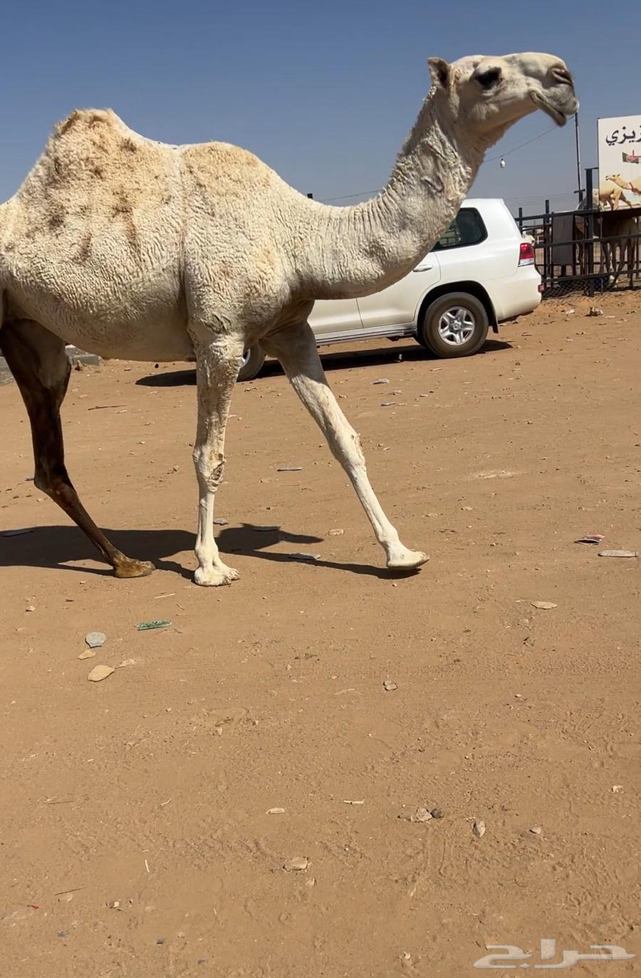 للبيع بكره وضحى طيبه64367654386051111