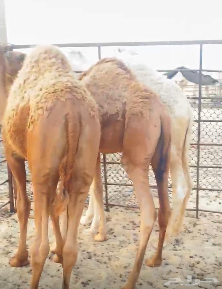 قعدان للبيع64367172839427112