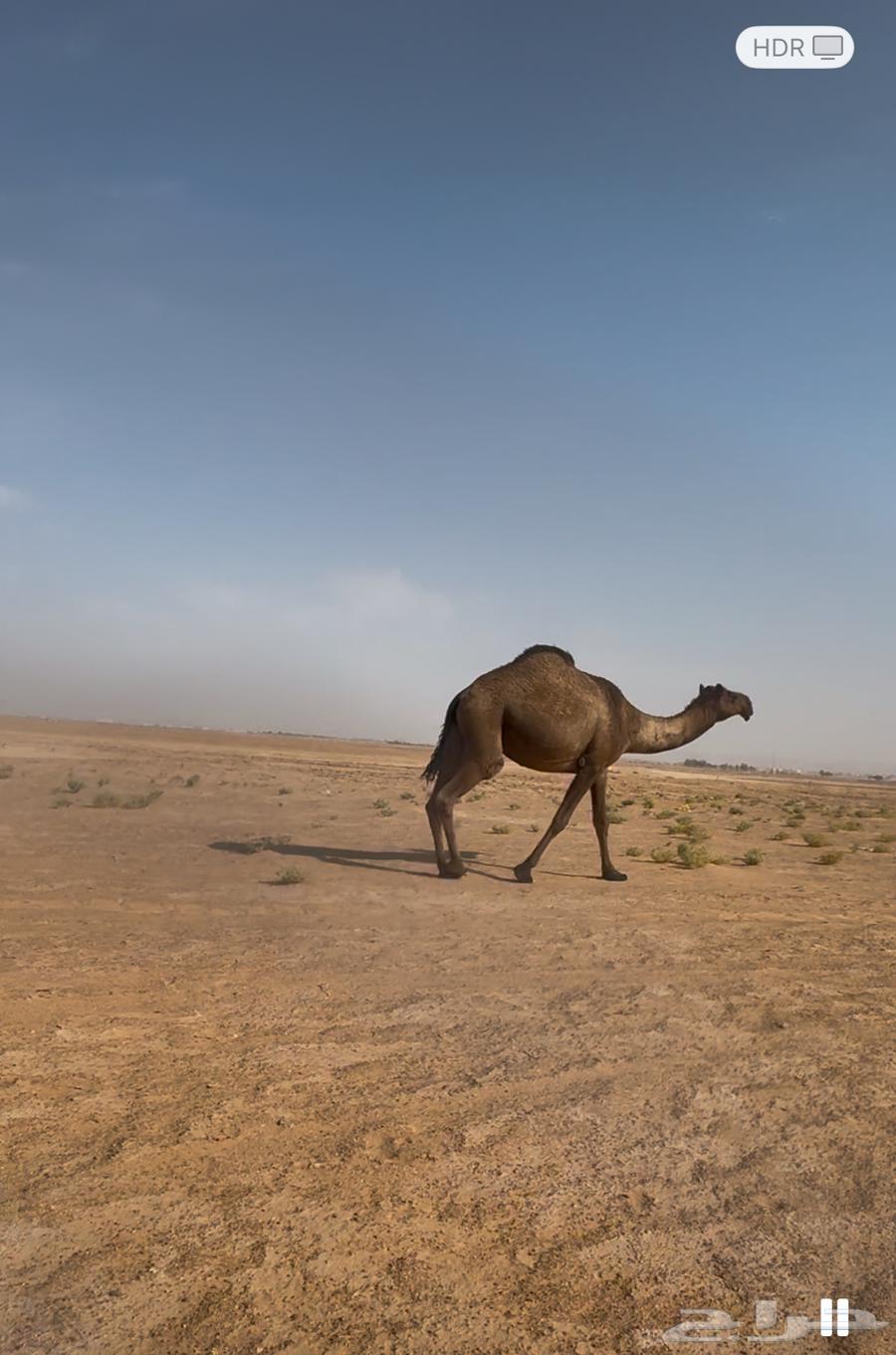 للبيع عشاير العدد ثنتين وخفوت64367988818433112