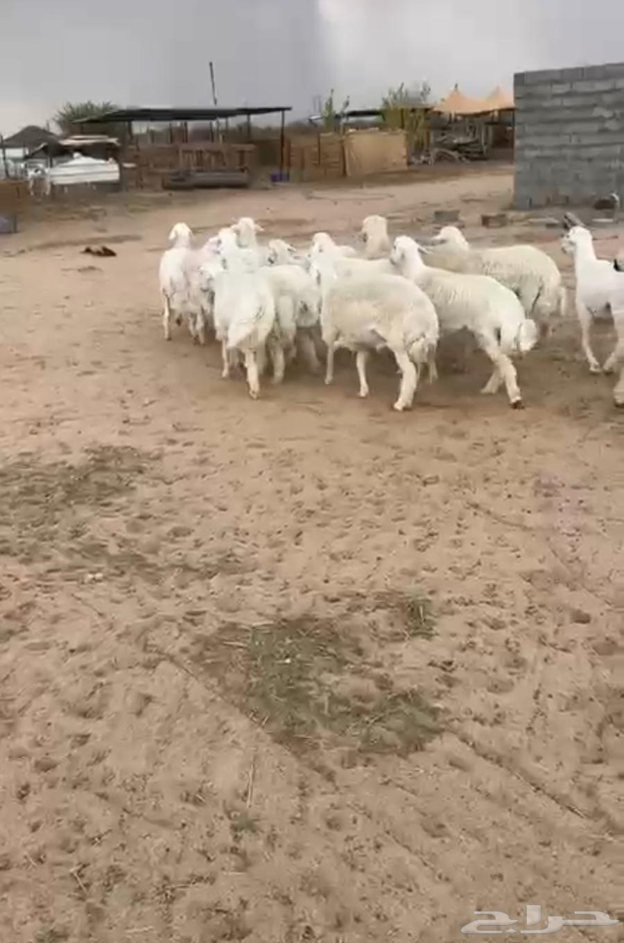 طليان حري للبيع64375572312833111