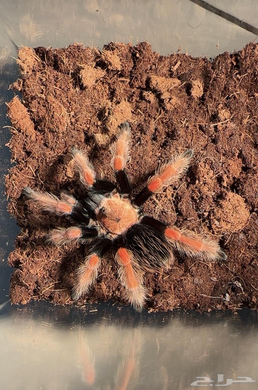 عنكبوت ترانتولا مكسيكية64373019561089110