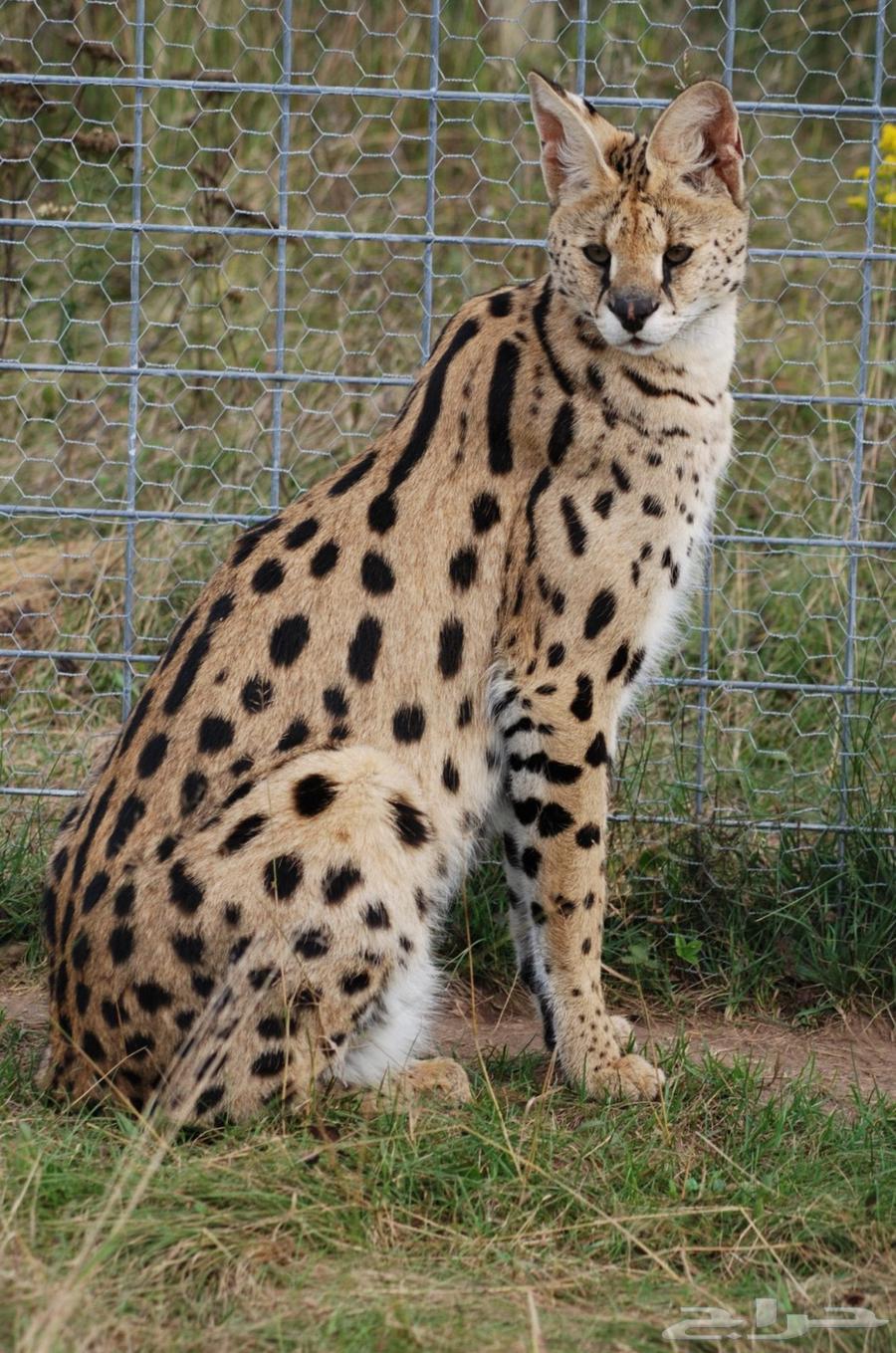 Serval cats, the leopard cat for sale64371569789570110