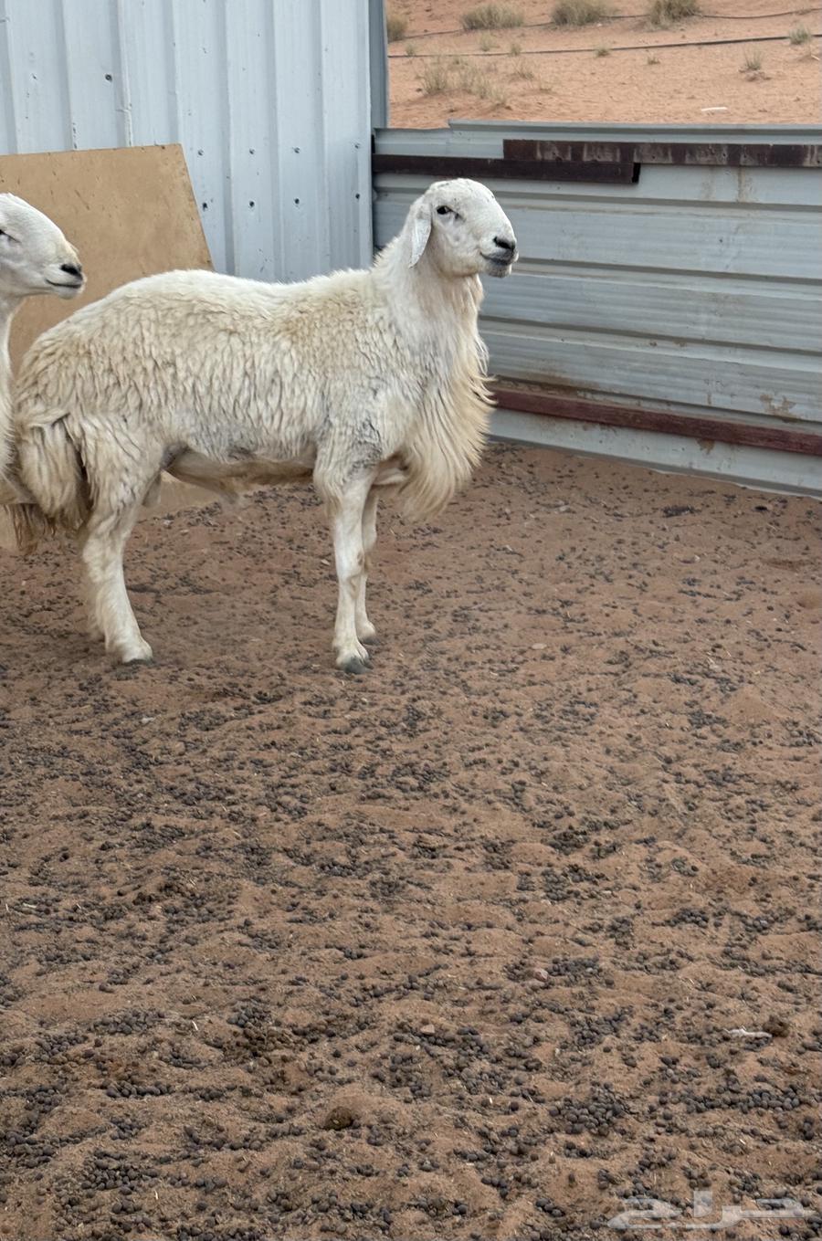 فحل حري صنف حرش64366893971074110