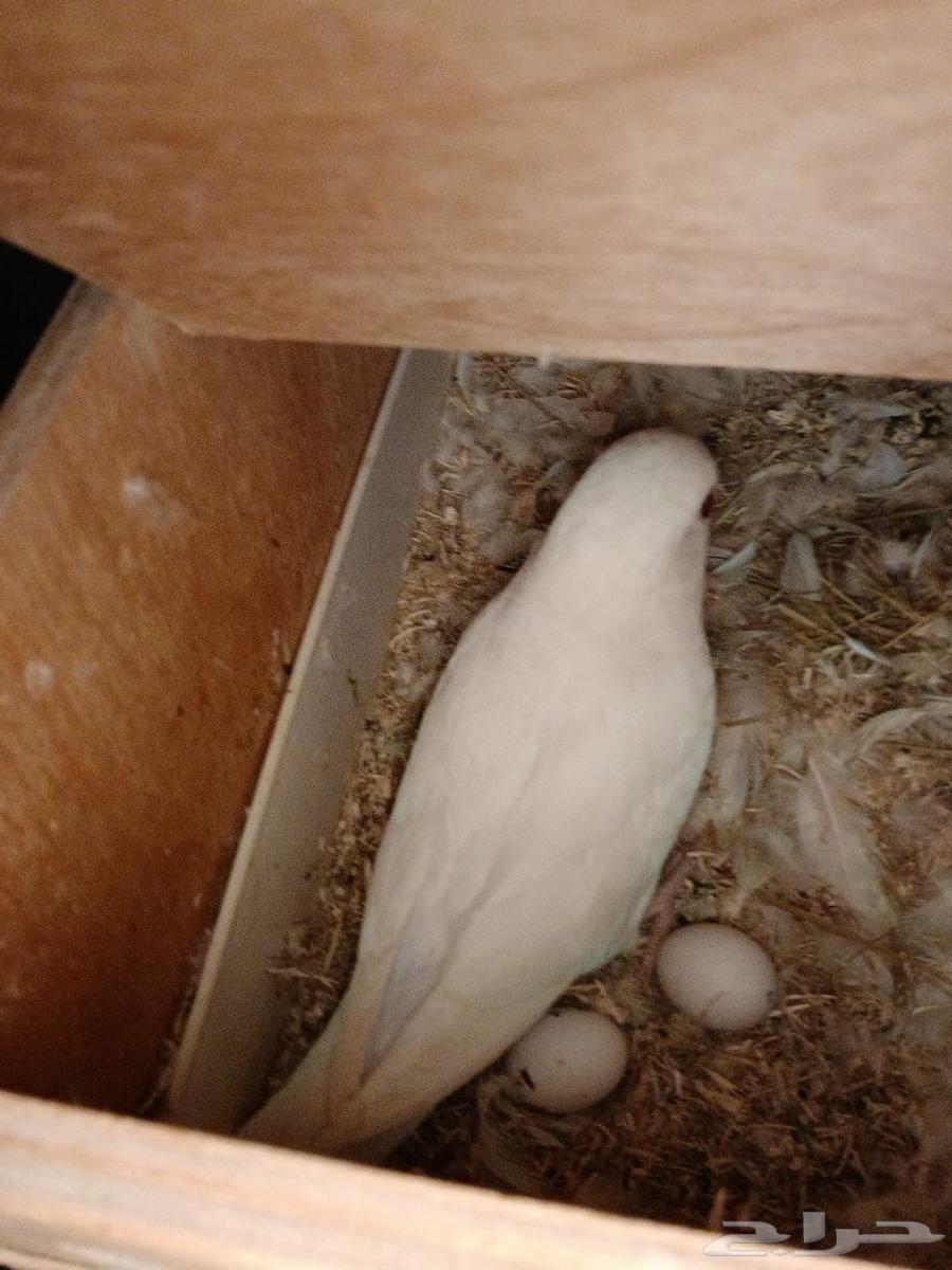 زوج روز البينو عيون حمر منتج تحته بيض64369689025794111