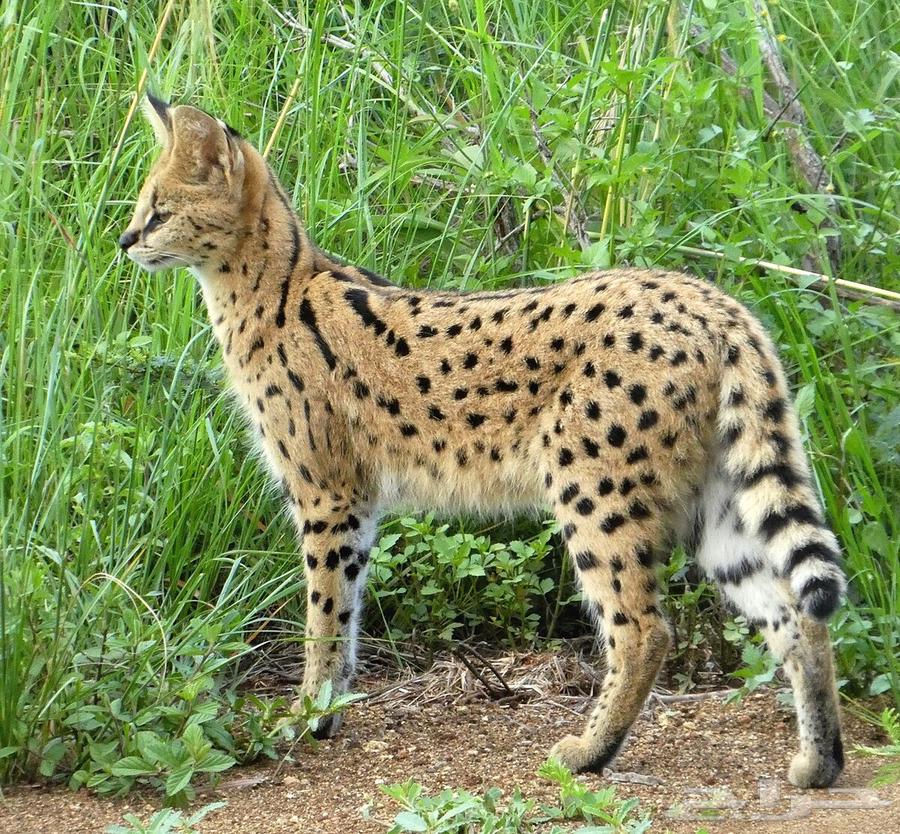Serval cats, the leopard cat for sale64371569789570113
