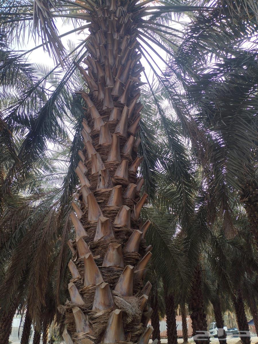 نخيل عربي طوال64376362653058112