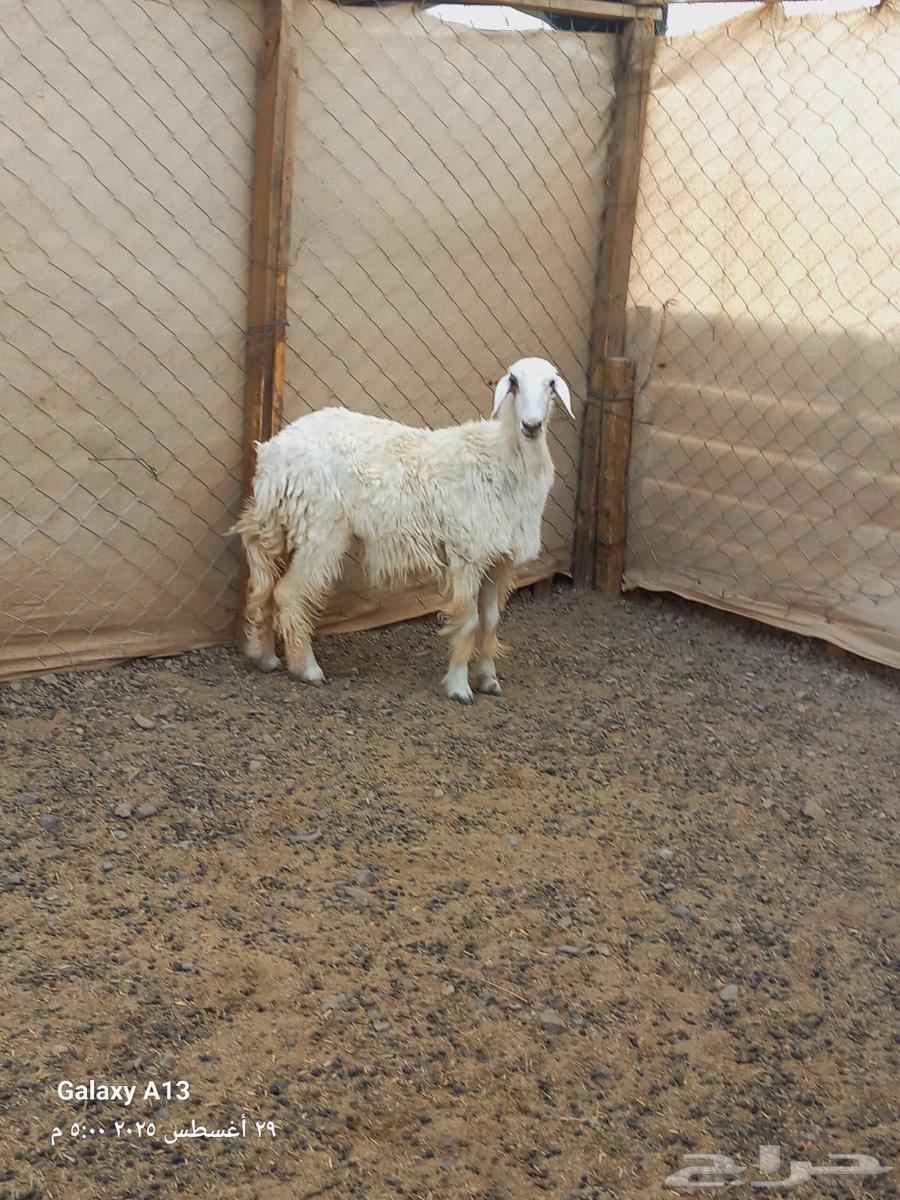 رخل للبيع64372375231362110