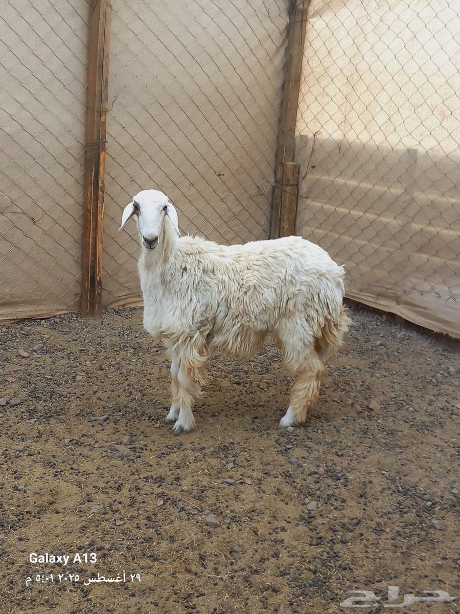 رخل للبيع64372375231362113