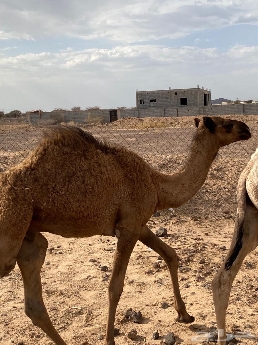 نياق للبيع64377167591683114