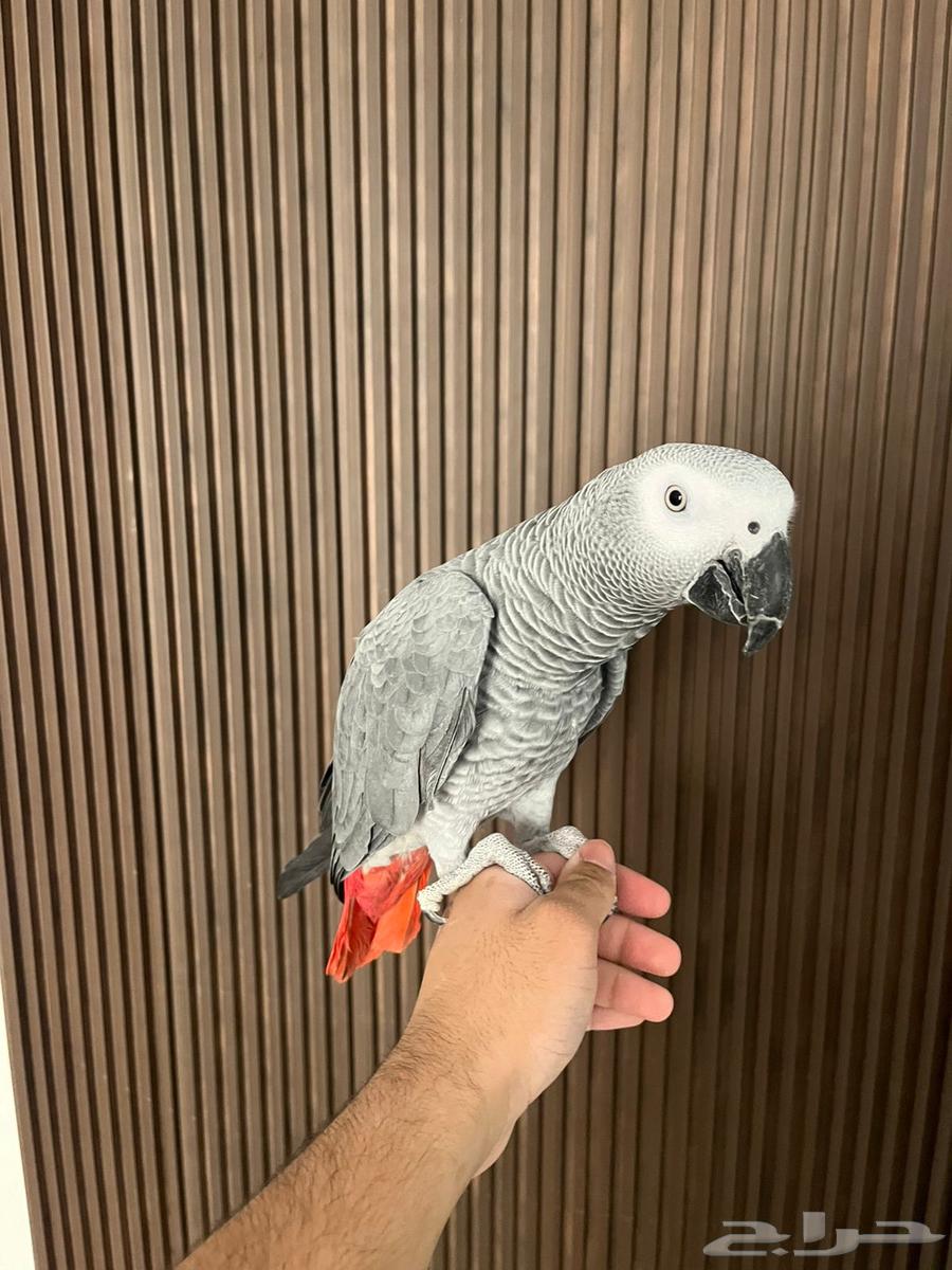 Smart Talking Helmet64366834326402110