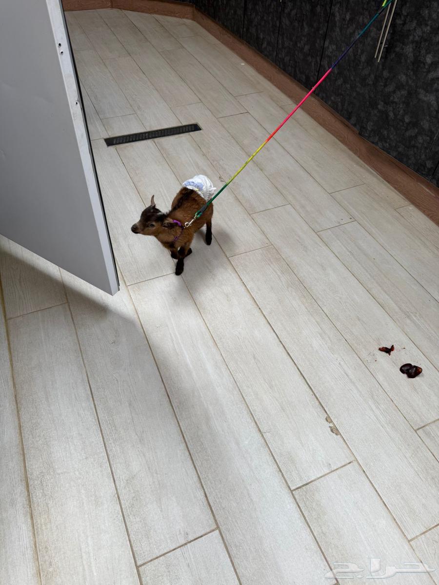 Dwarf goat64371263749633111