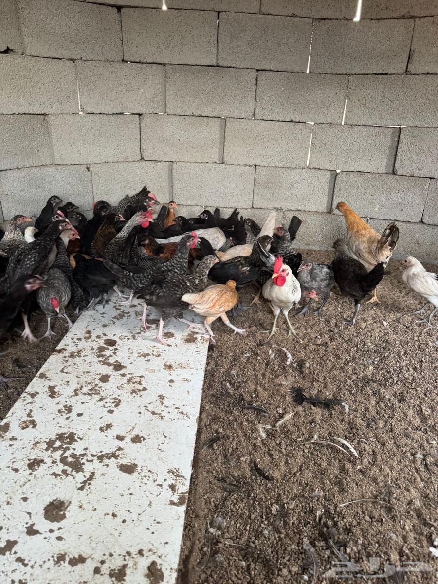 صوص للبيع العمر 3 اشهر64374568862978113