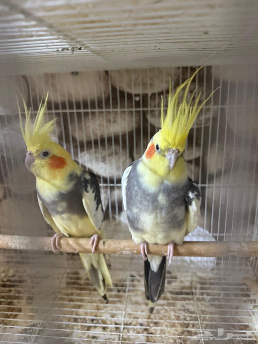 Crowan64364203482113110