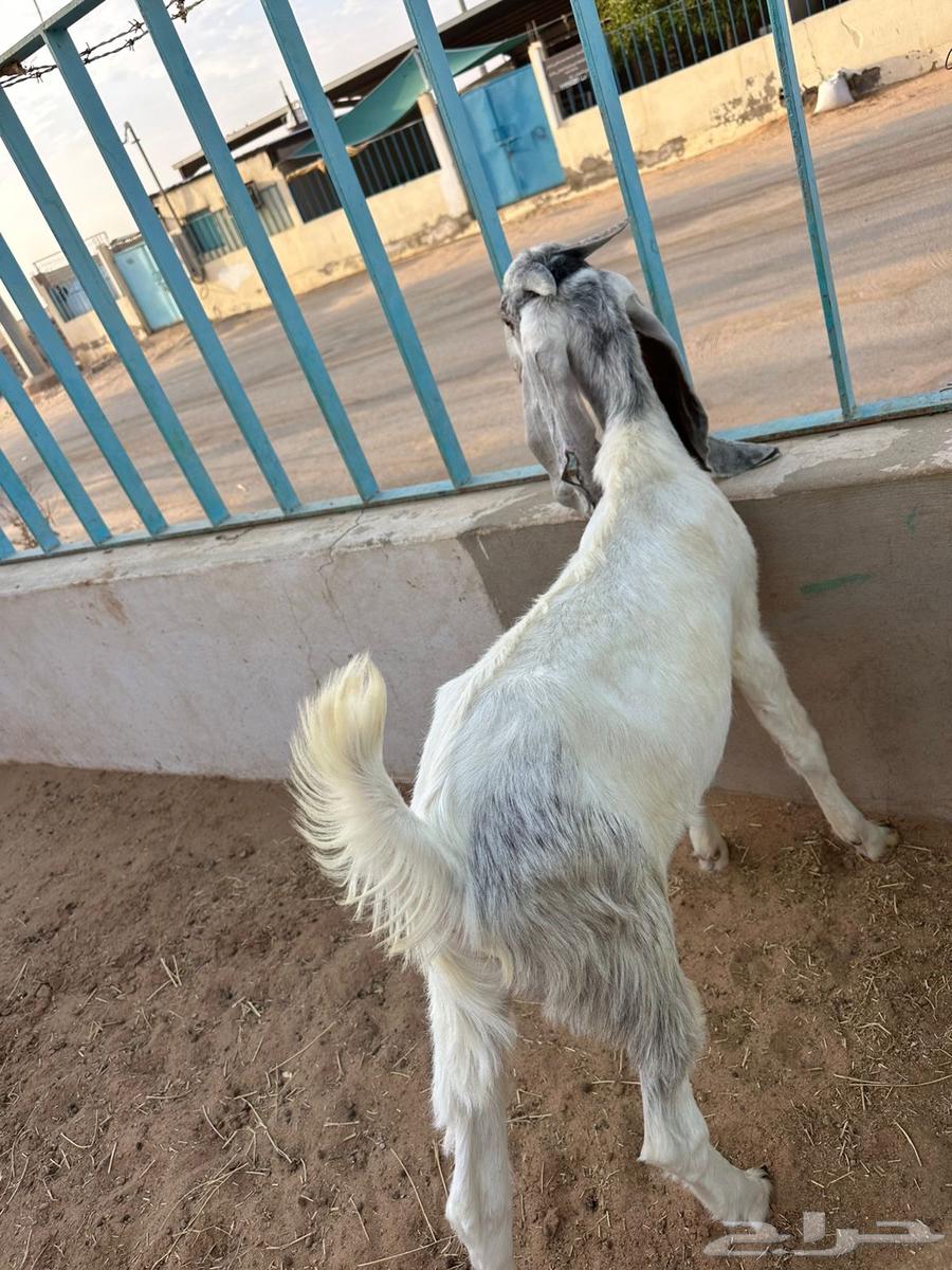 Tios64364640035329112