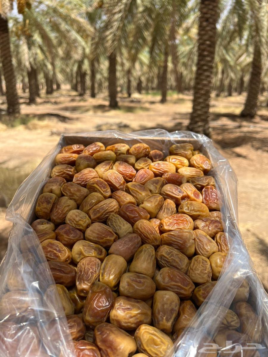 Sukkari Dates, Mashallah, Produced by Tayyib64376584835586113