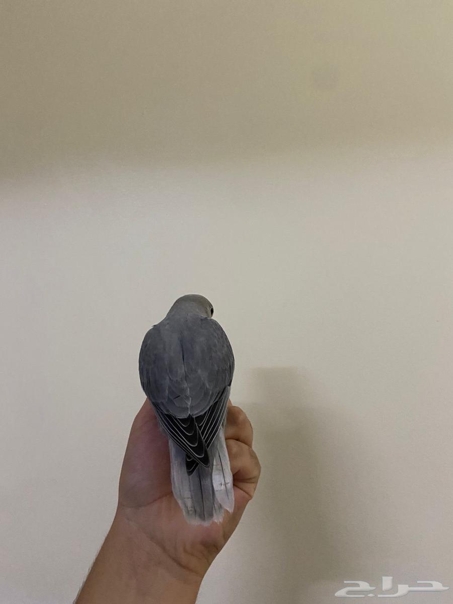 للبيع روز اليف هدد داخلي خارجي63619460942083114