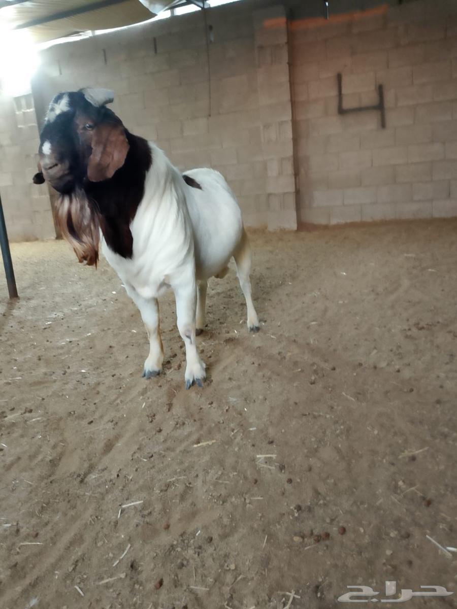 تيس بورقوت فاخر دم نقي64375437910145112