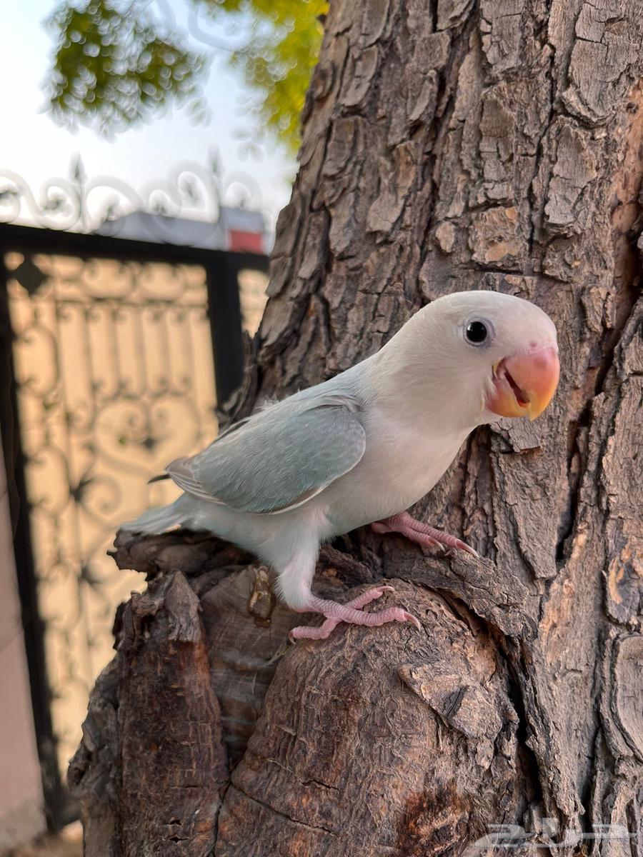 روز هدد خارجي64371599600259113