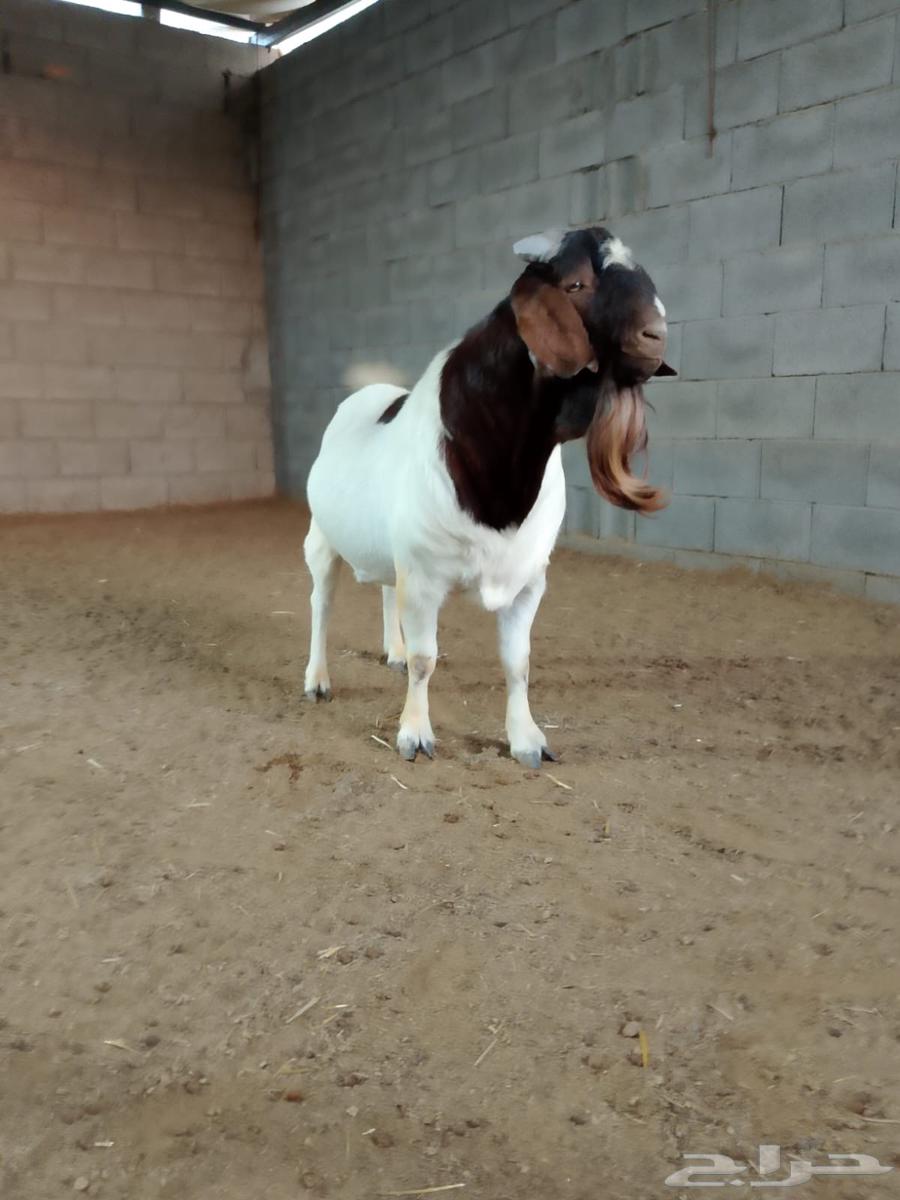 تيس بورقوت فاخر دم نقي64375437910145111