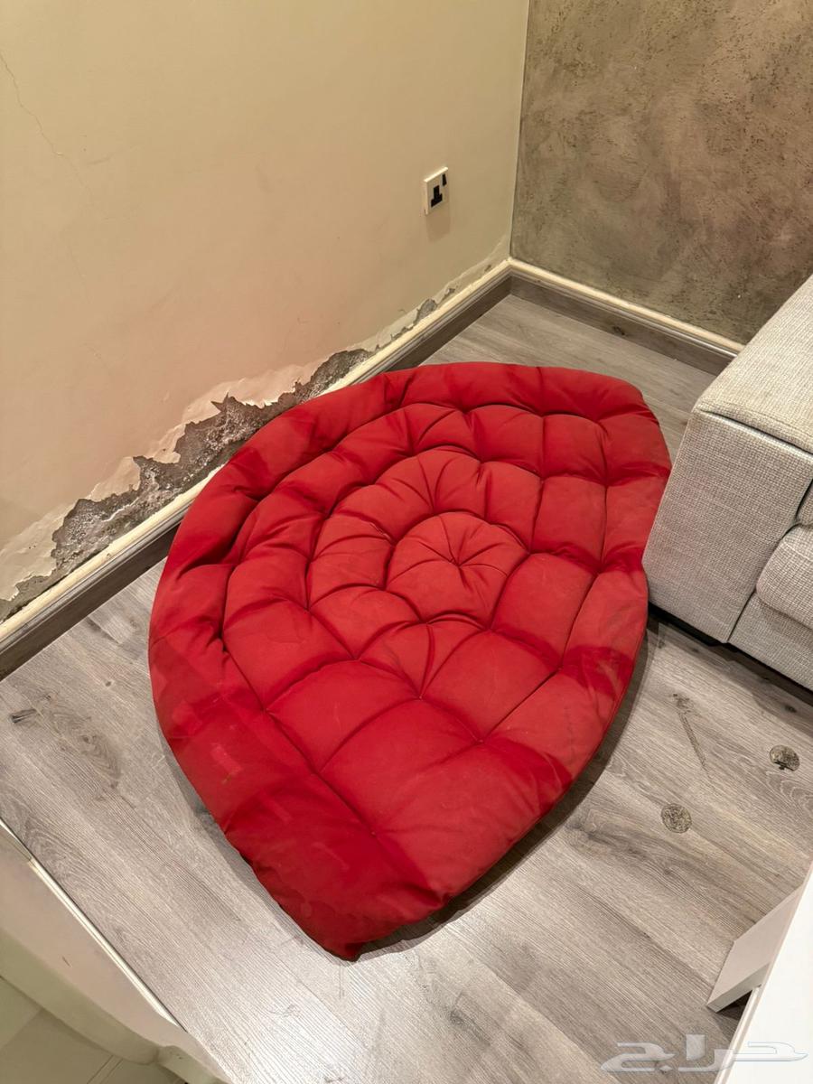 Dwarf goat64371263749633112