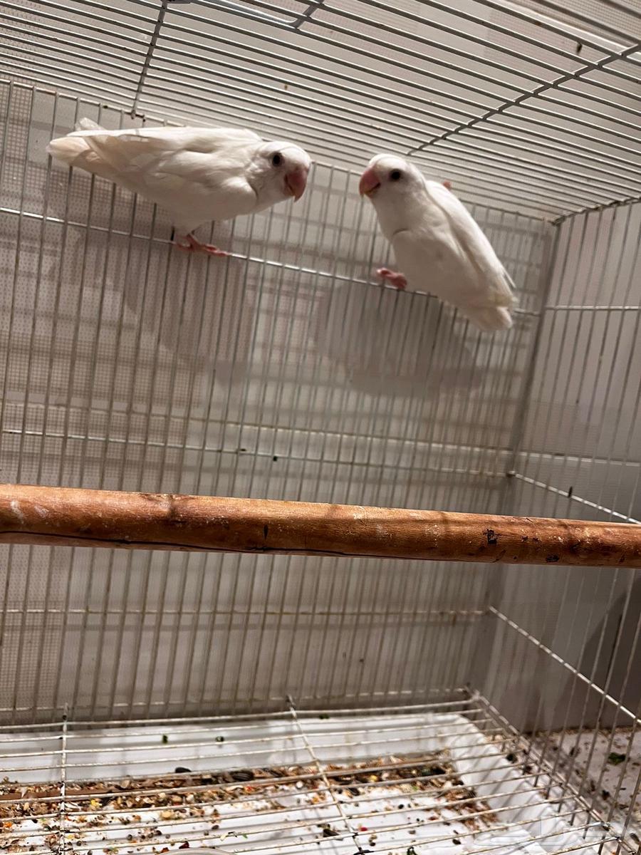 ازواج روز البينو منتجه64371847454210110