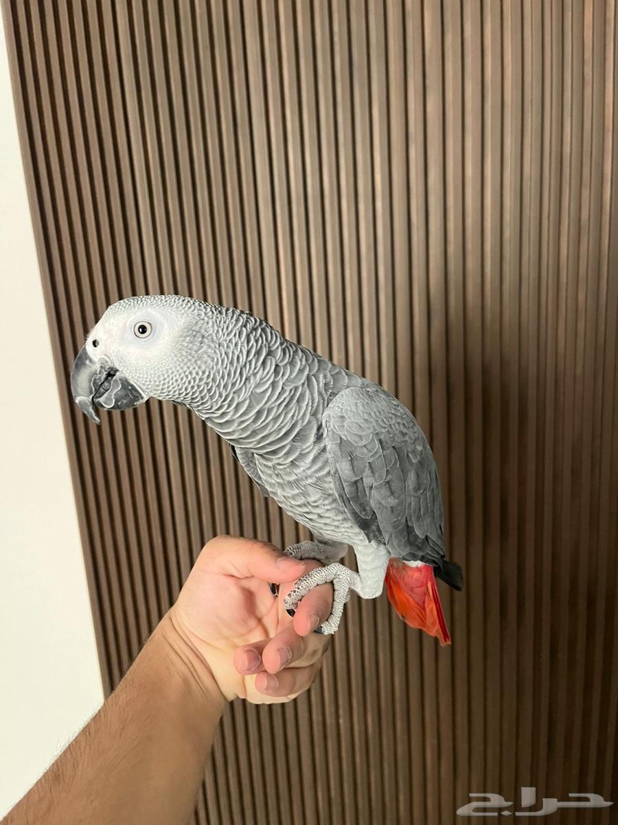 Smart Talking Helmet64366834326402112