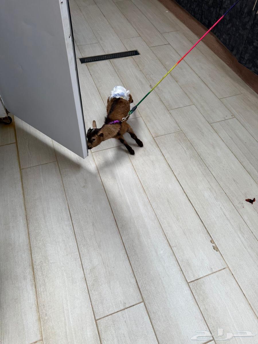 Dwarf goat64371263749633110