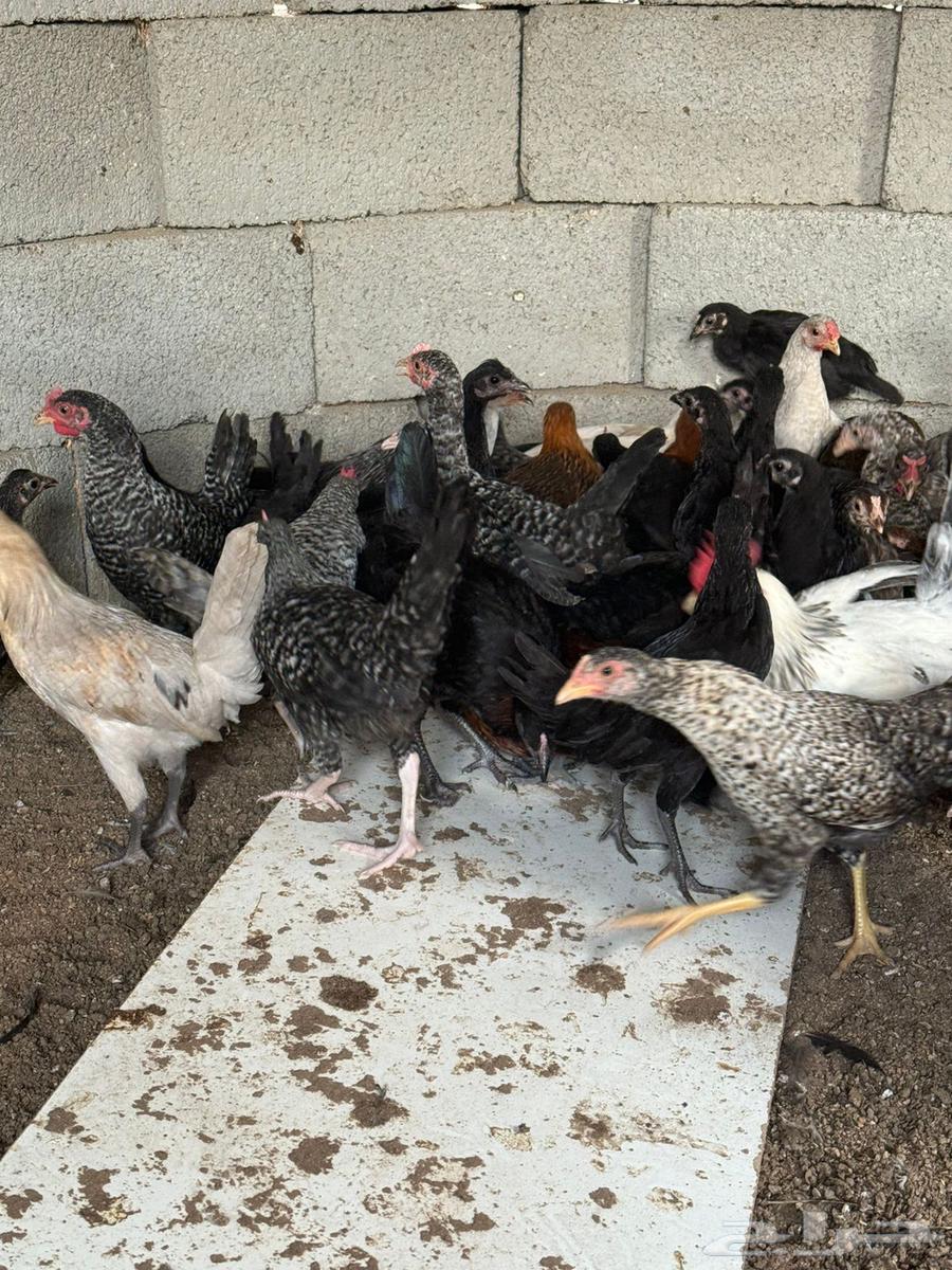 صوص للبيع العمر 3 اشهر64374568862978110