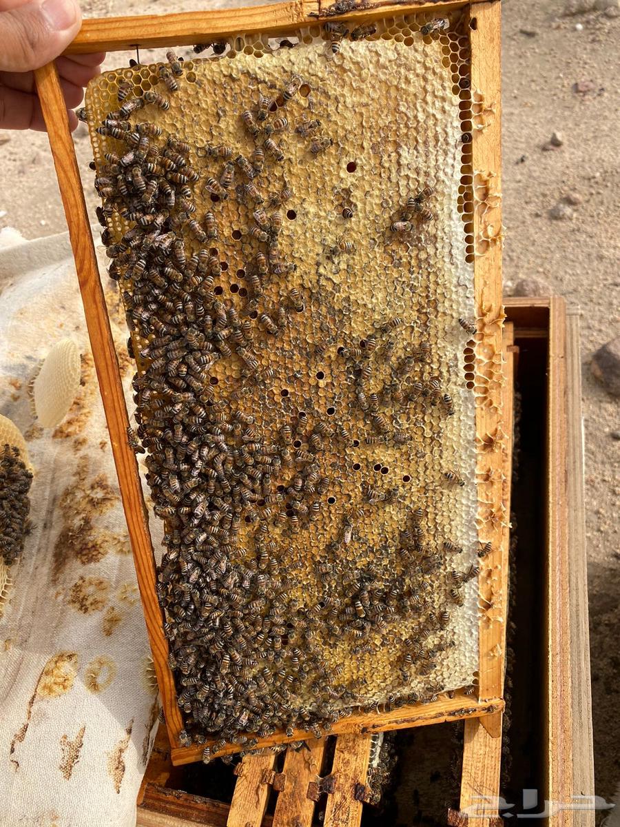Local bees for sale, new combs and frame combs64365865357953114