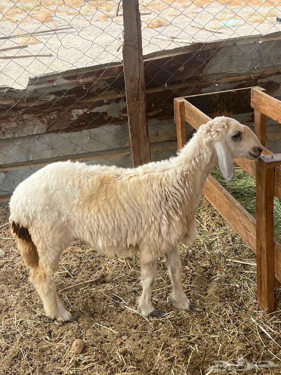 رخل حرية. تم البيع64367391723393111