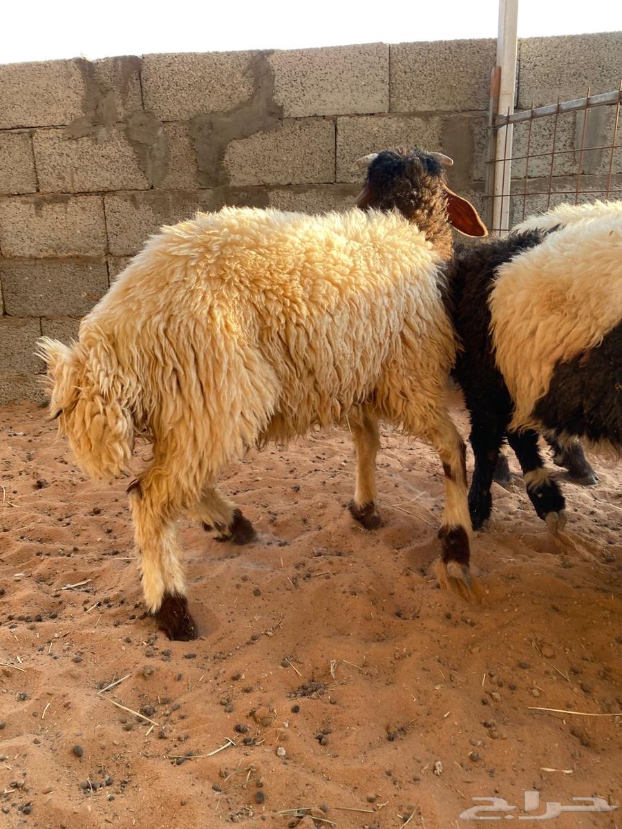 نعيمي هرافى للبيع64372594239107112