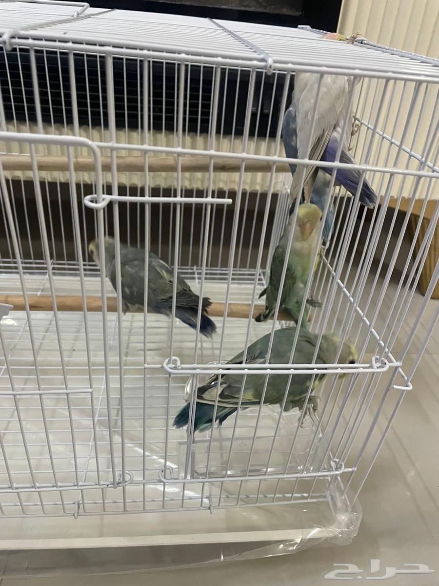 Daily Chicks64372741104769111