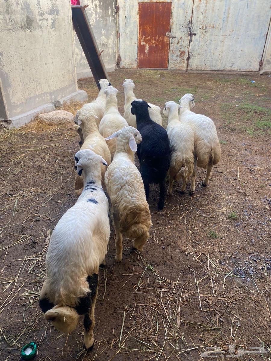 9 خرفان كفو كفو64369411184514110