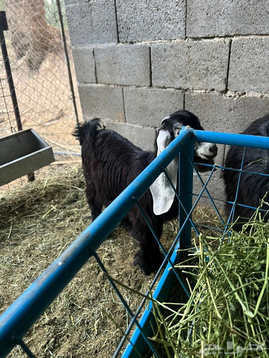 جفره عارضيه عمرها 3 شهور ونص64367420440066110