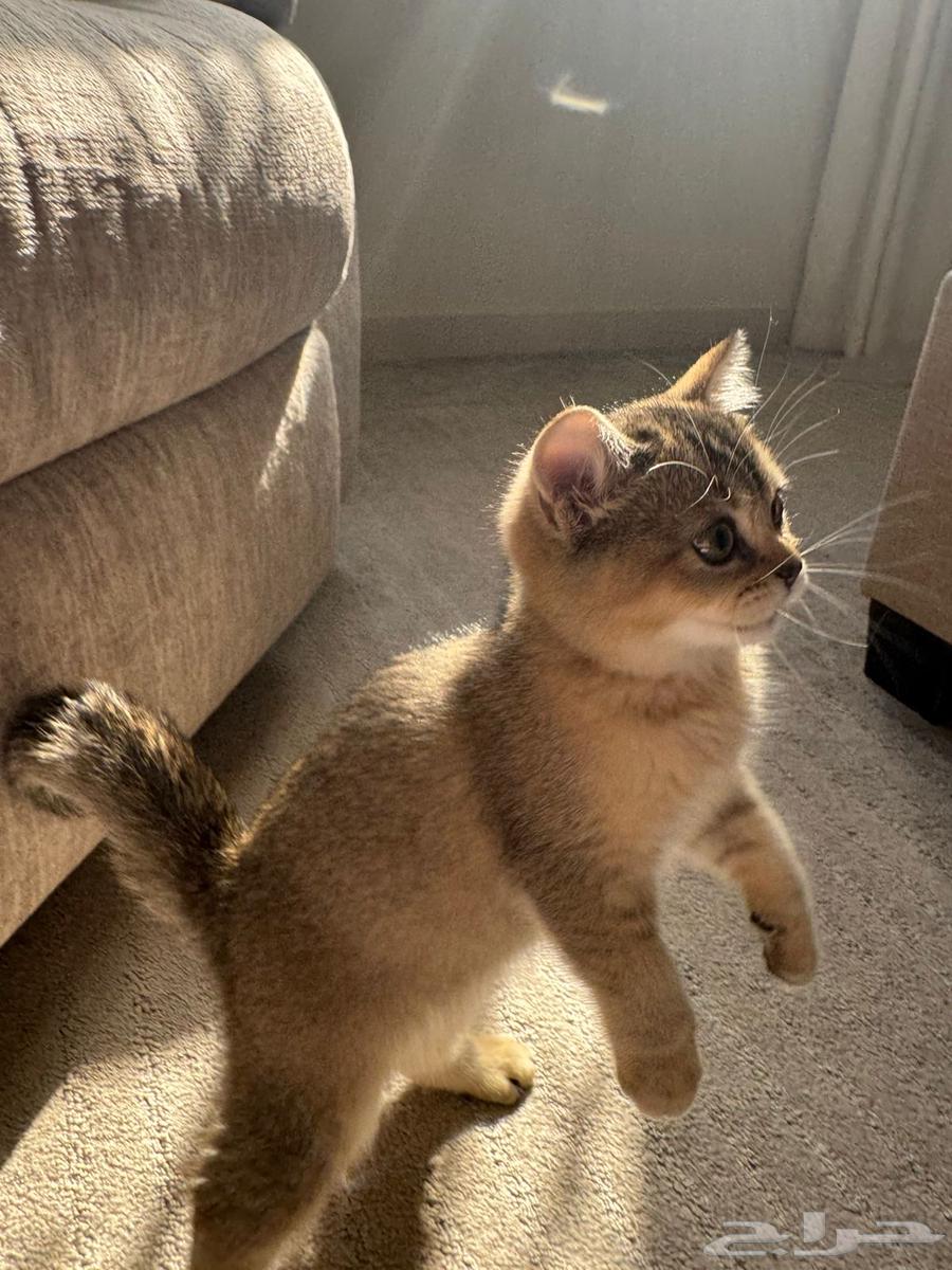 قط للبيع64373950009347111