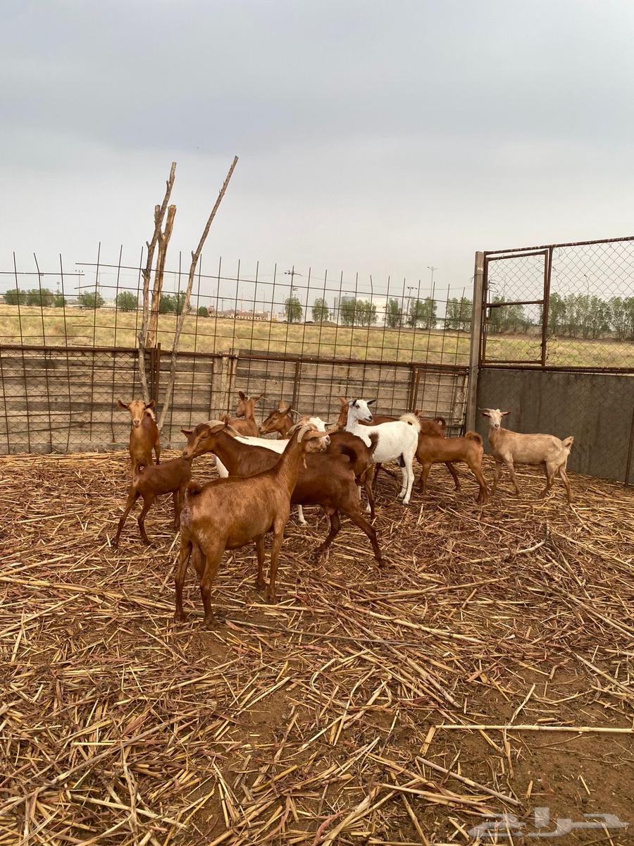 غنم للبيع64371191345154113