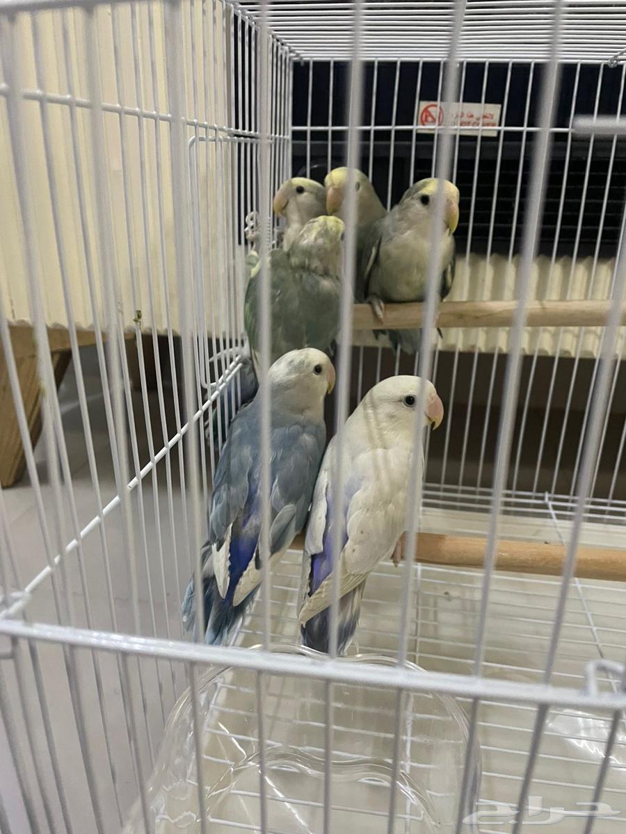 Daily Chicks64372741104769110