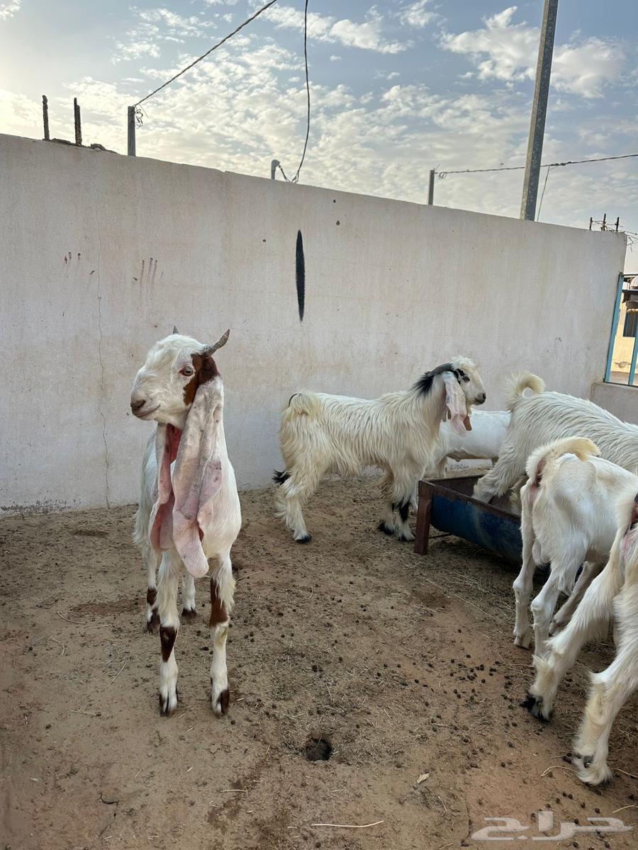 Tios64364640035329110