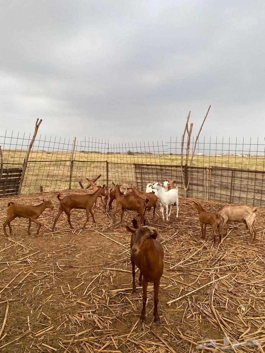 غنم للبيع64371191345154114