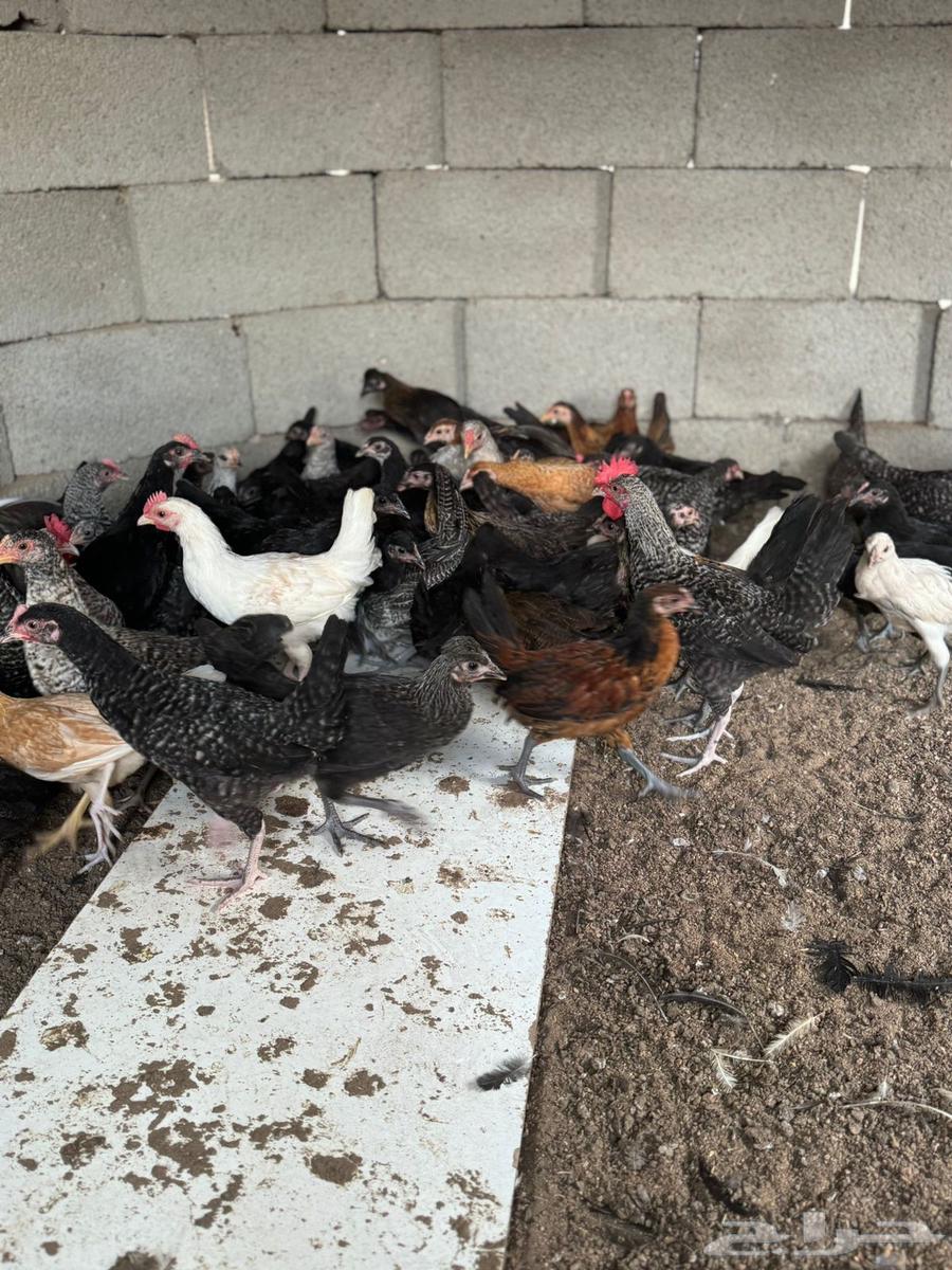 صوص للبيع العمر 3 اشهر64374568862978111