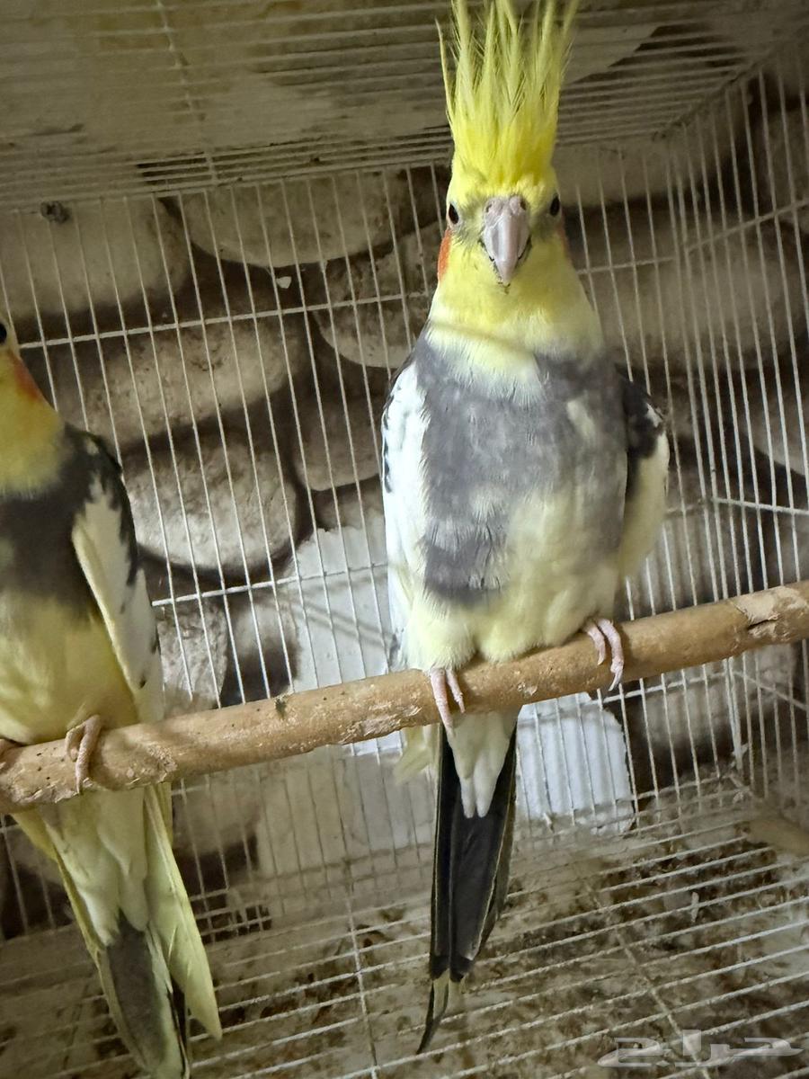 Crowan64364203482113112